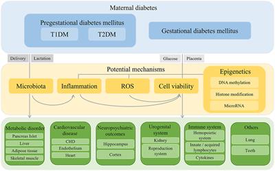 Long-term outcomes and potential mechanisms of offspring exposed to intrauterine hyperglycemia